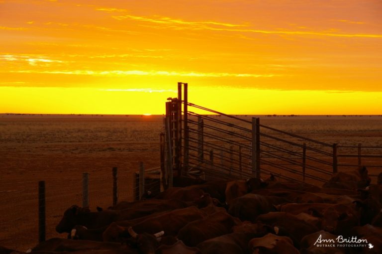 ann britton outback photography blog 10
