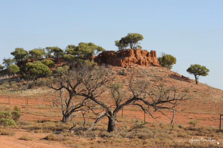 ann britton outback photography blog 14