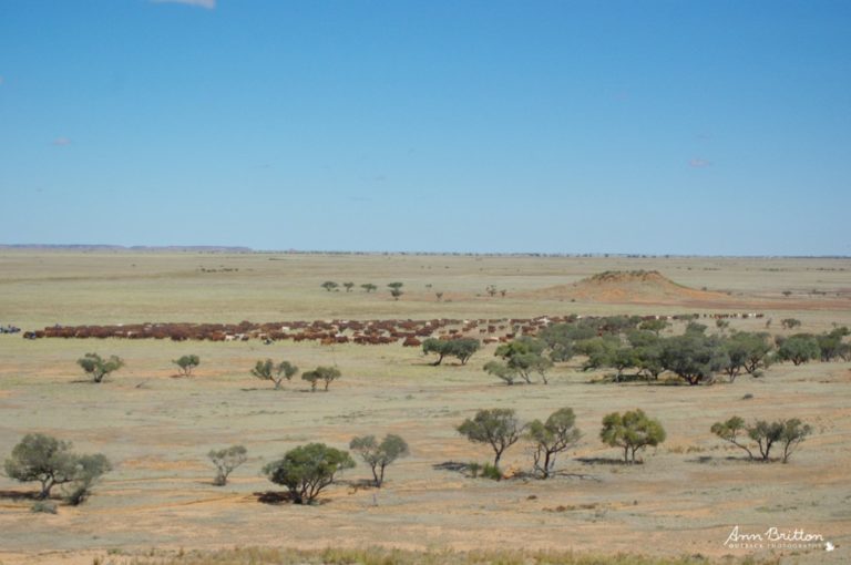 ann britton outback photography blog 5