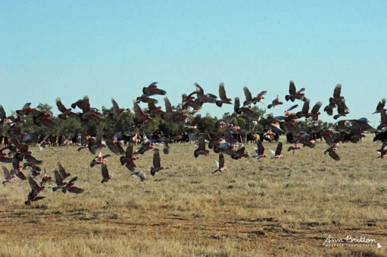 ann britton outback photography blog 9
