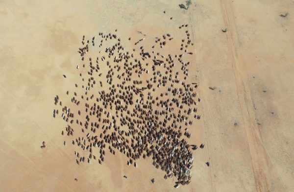 ann britton bird eye view of cattle