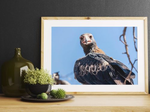 ann britton eagle watching framed