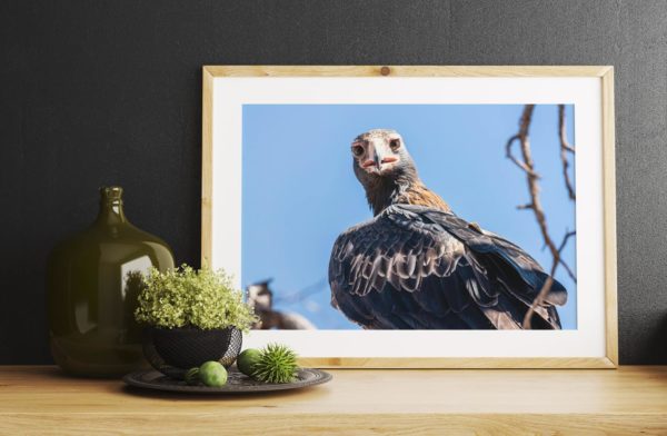 ann britton eagle watching framed