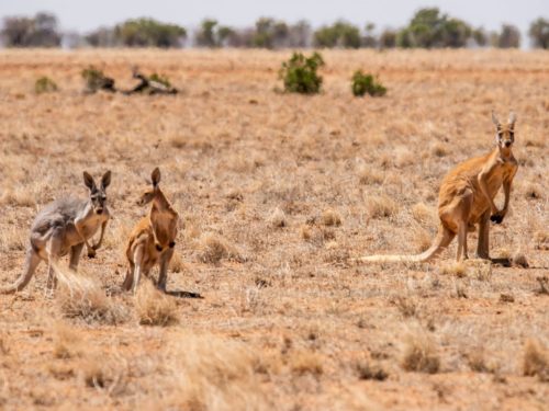 ann britton three red kangaroos in outback australia