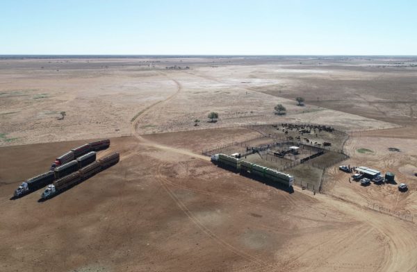 ann britton trucking cattle outback queensland