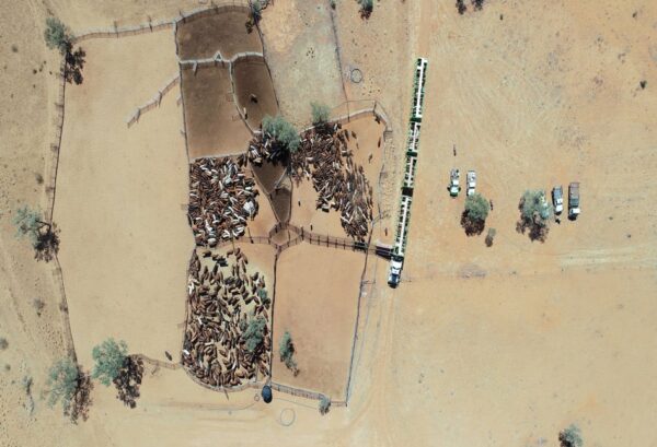 cattle yards and cattle truck via drone